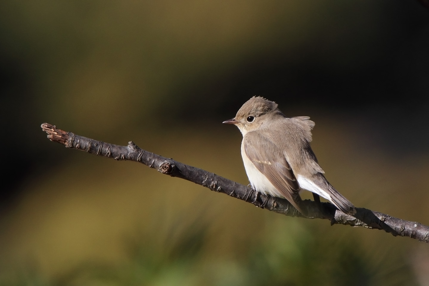 Canon EOS 60D + TAMRON SP 150-600mm F/5-6.3 Di VC USD (A011)