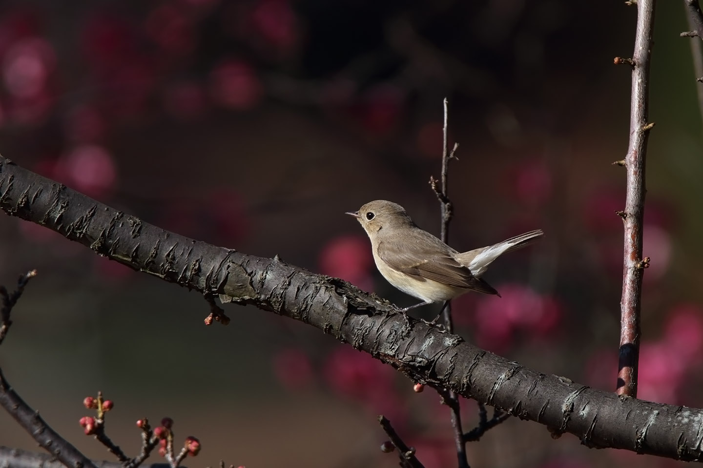 Canon EOS 6D + TAMRON SP 150-600mm F/5-6.3 Di VC USD (A011)