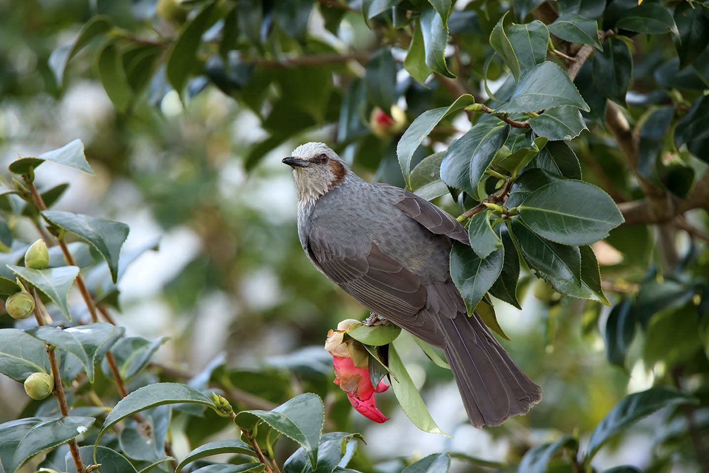 Canon EOS 6D + TAMRON SP 150-600mm F/5-6.3 Di VC USD (A011)