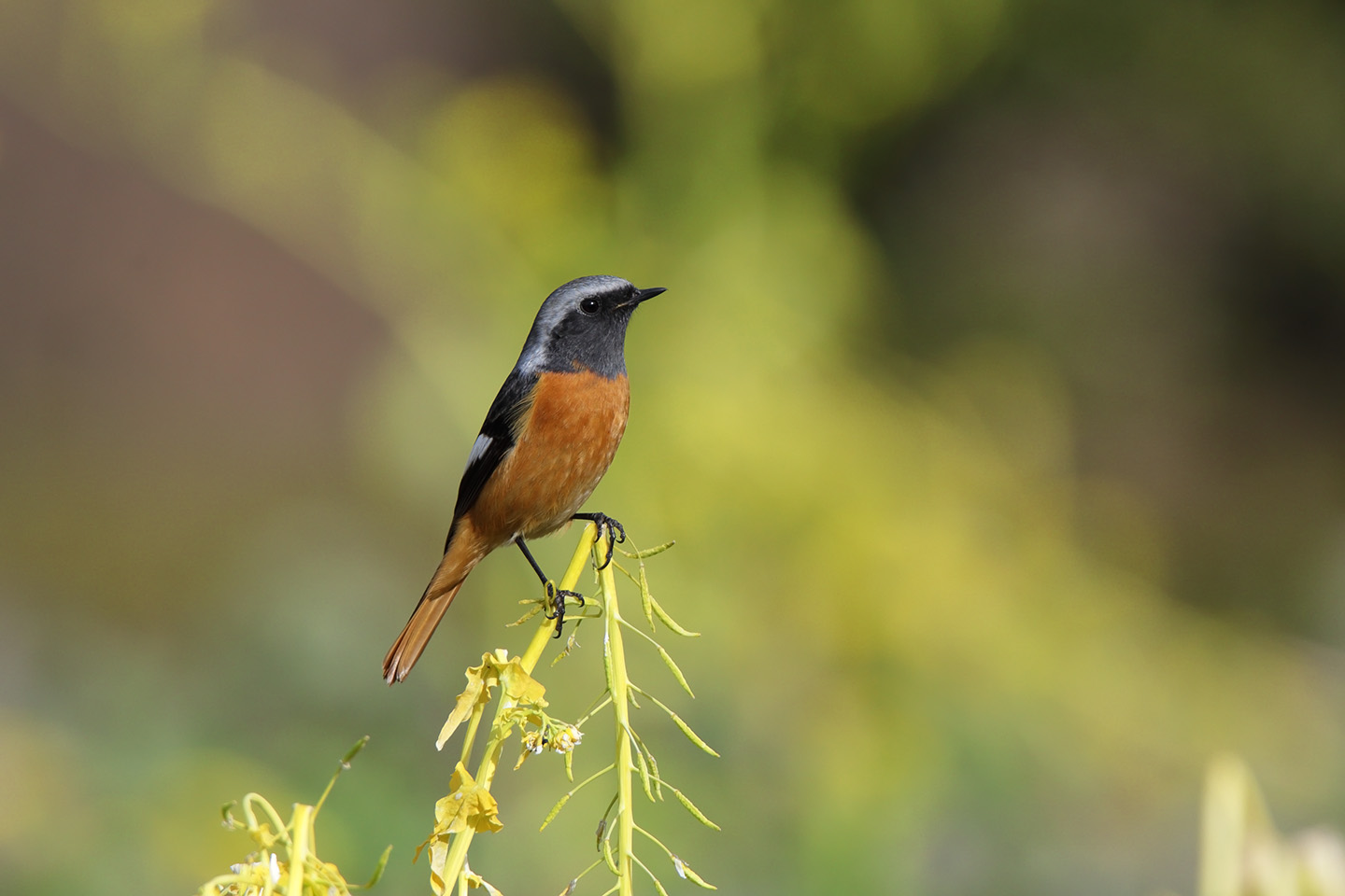 Canon EOS 6D + TAMRON SP 150-600mm F/5-6.3 Di VC USD (A011)