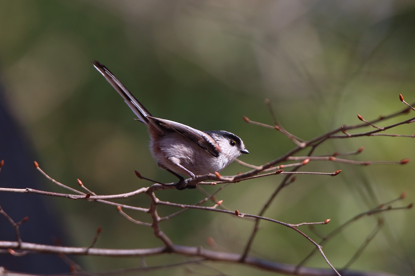 Canon EOS 6D + TAMRON SP 150-600mm F/5-6.3 Di VC USD (A011)