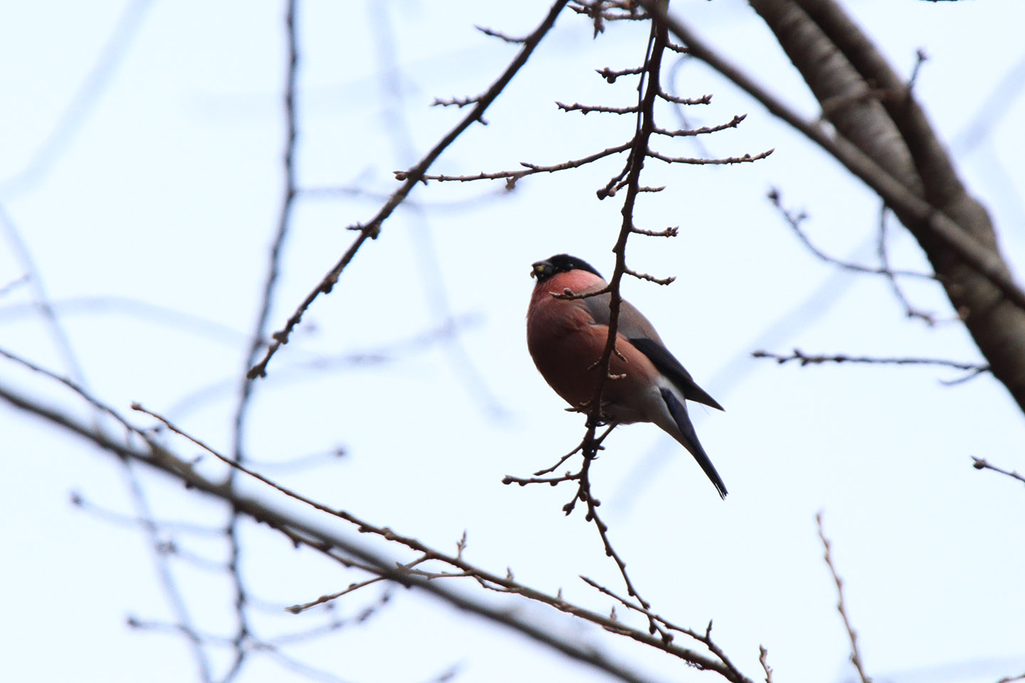 Canon EOS 6D + TAMRON SP 150-600mm F/5-6.3 Di VC USD (A011)