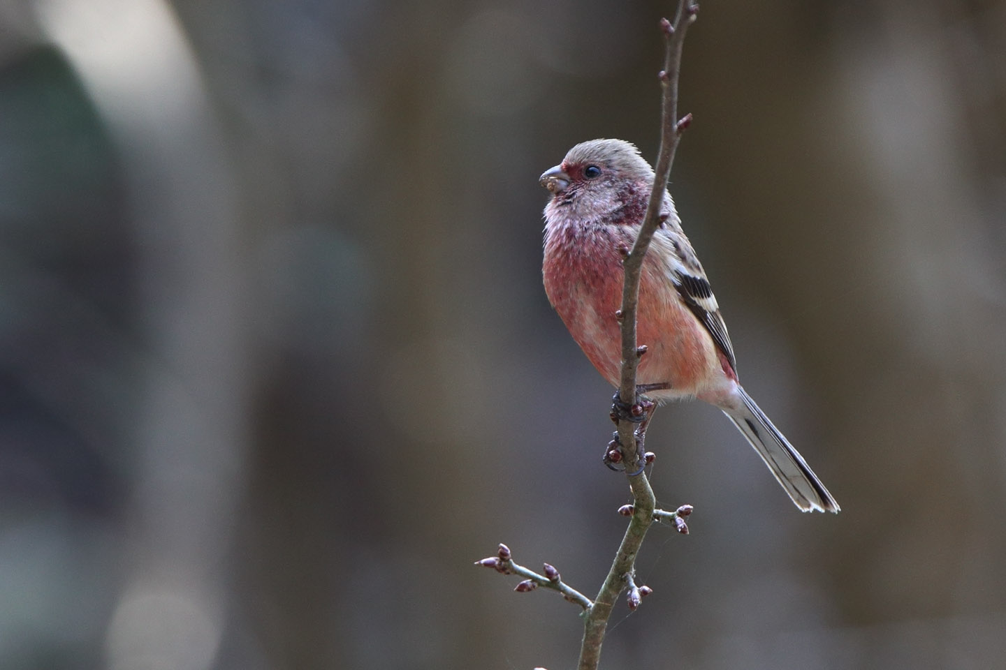 Canon EOS 6D + TAMRON SP 150-600mm F/5-6.3 Di VC USD (A011)