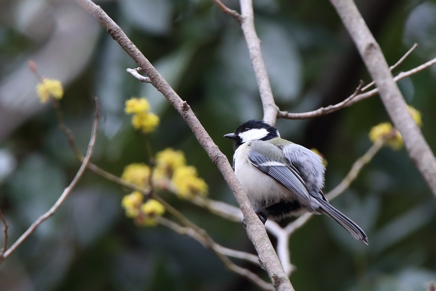 Canon EOS 6D + TAMRON SP 150-600mm F/5-6.3 Di VC USD (A011)