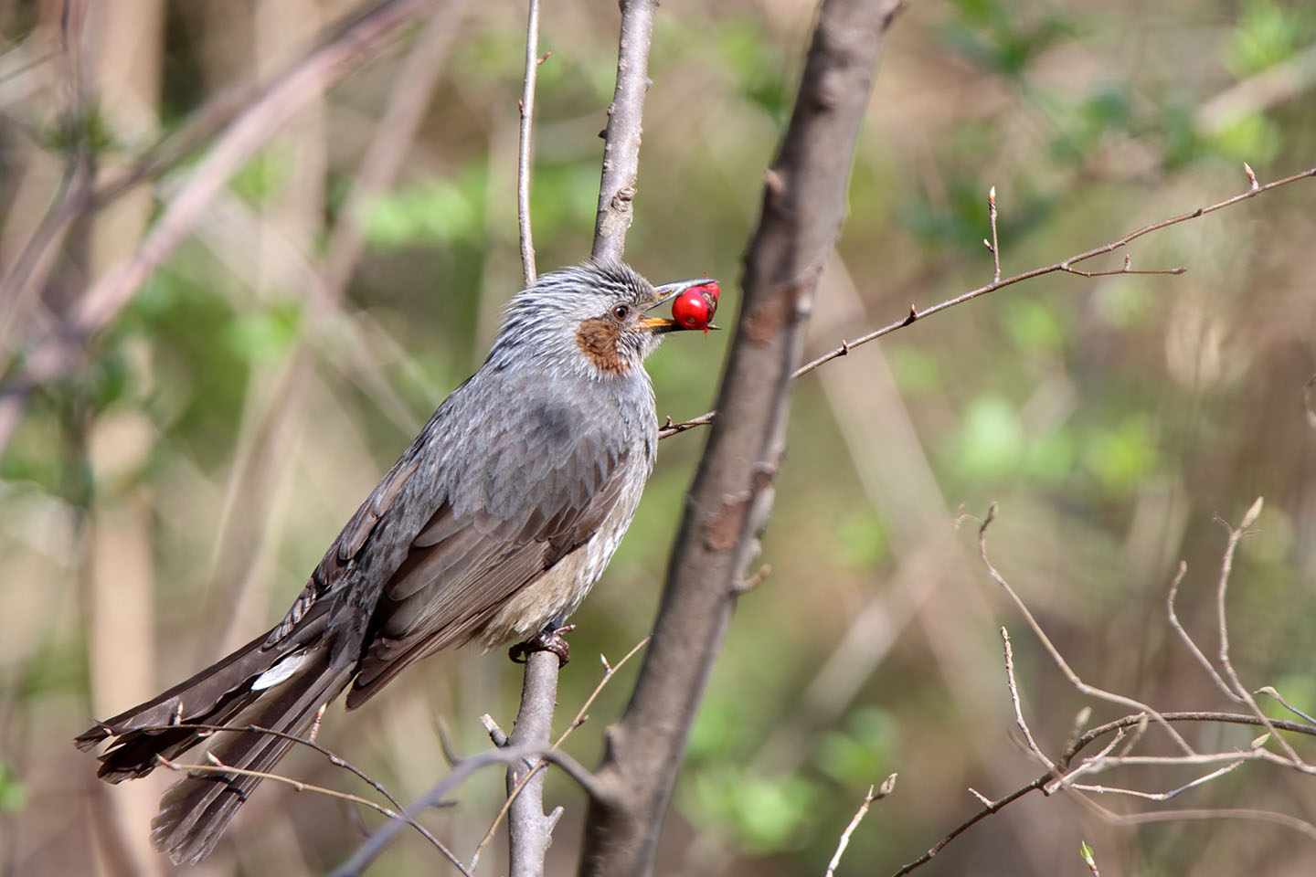 Canon EOS 6D + TAMRON SP 150-600mm F/5-6.3 Di VC USD (A011)