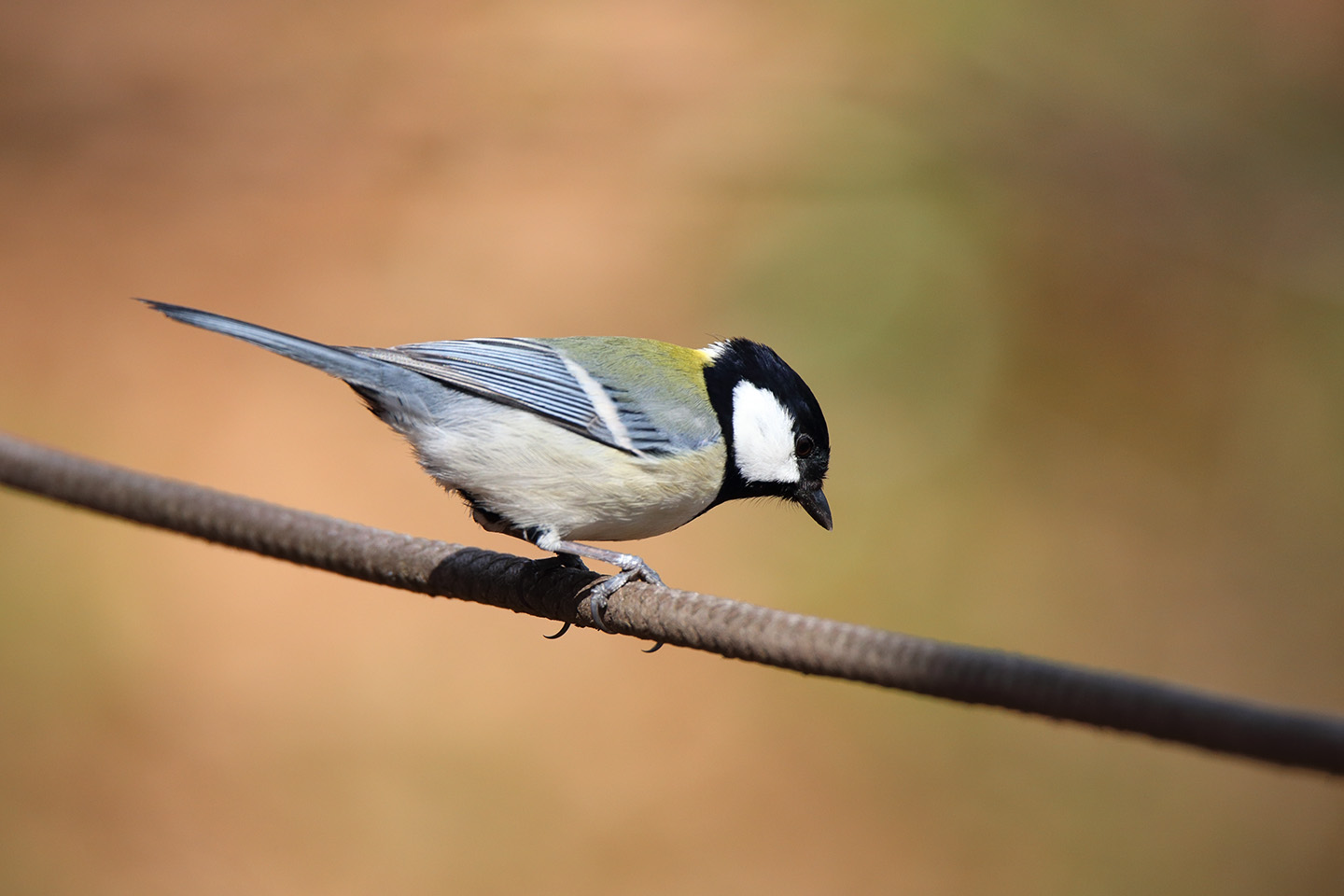 Canon EOS 6D + TAMRON SP 150-600mm F/5-6.3 Di VC USD (A011)