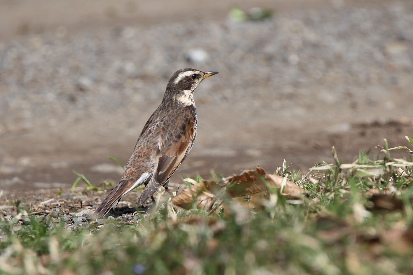 Canon EOS 6D + TAMRON SP 150-600mm F/5-6.3 Di VC USD (A011)