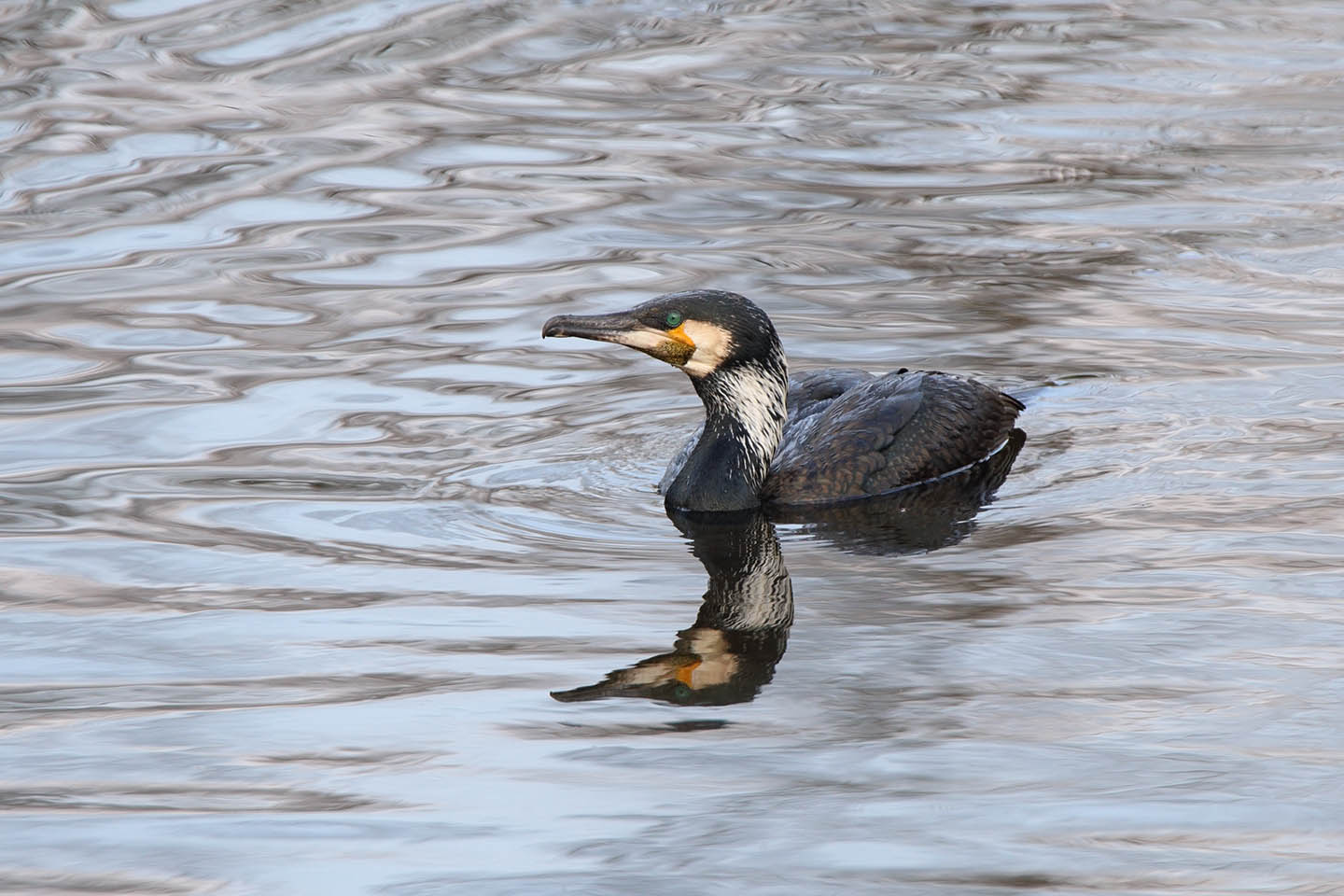 Canon EOS 6D + TAMRON SP 150-600mm F/5-6.3 Di VC USD (A011)