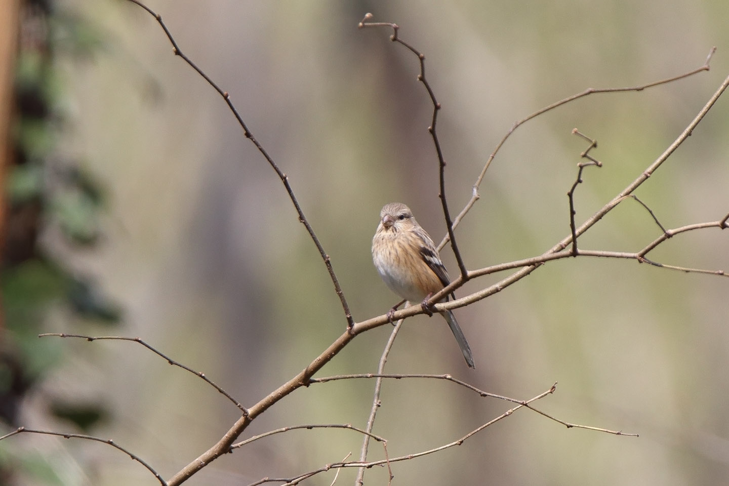 Canon EOS 6D + TAMRON SP 150-600mm F/5-6.3 Di VC USD (A011)