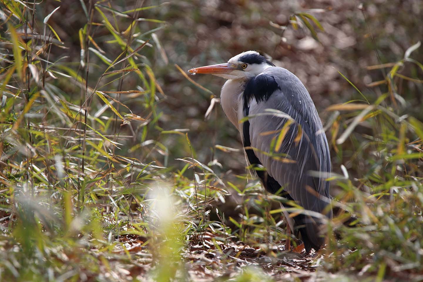 Canon EOS 6D + TAMRON SP 150-600mm F/5-6.3 Di VC USD (A011)