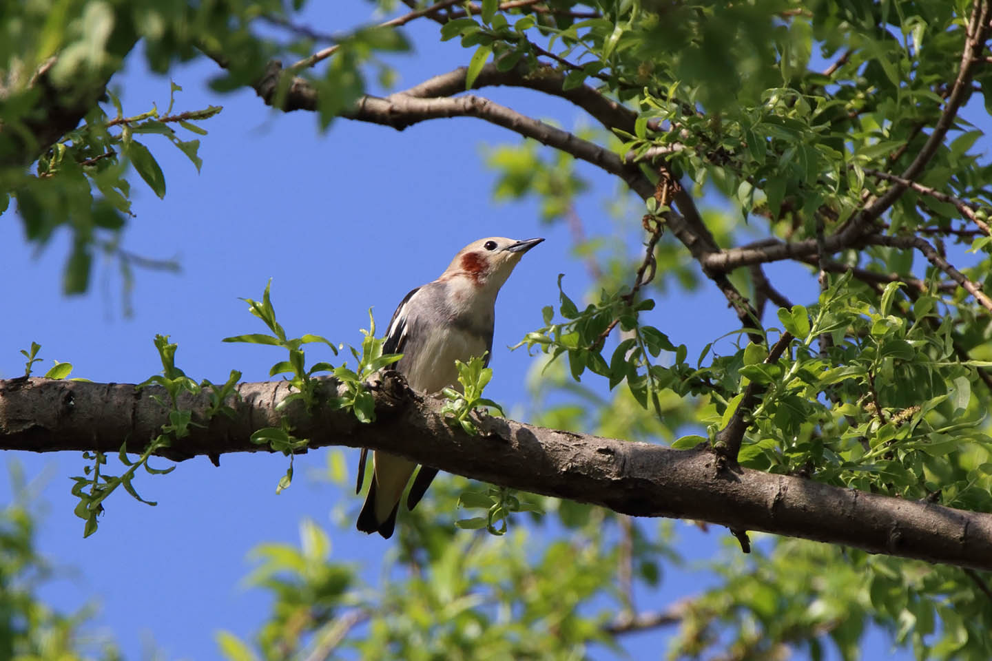 Canon EOS 6D + TAMRON SP 150-600mm F/5-6.3 Di VC USD (A011)