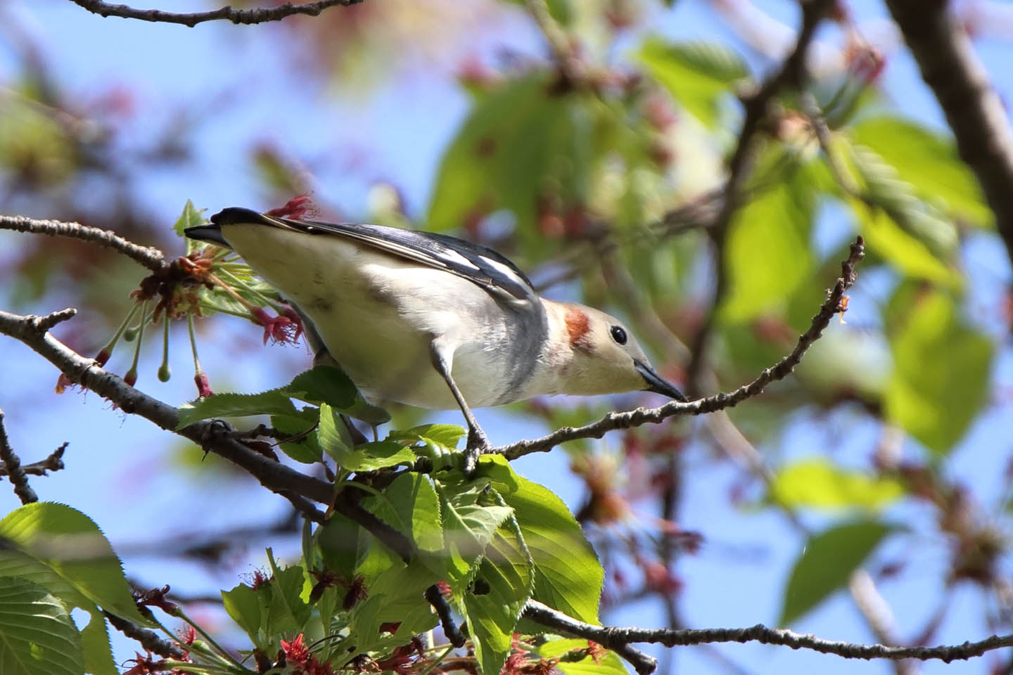 Canon EOS 6D + TAMRON SP 150-600mm F/5-6.3 Di VC USD (A011)