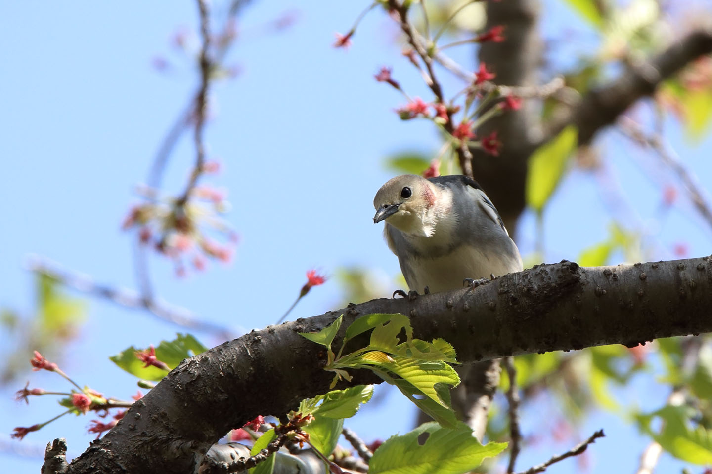 Canon EOS 6D + TAMRON SP 150-600mm F/5-6.3 Di VC USD (A011)