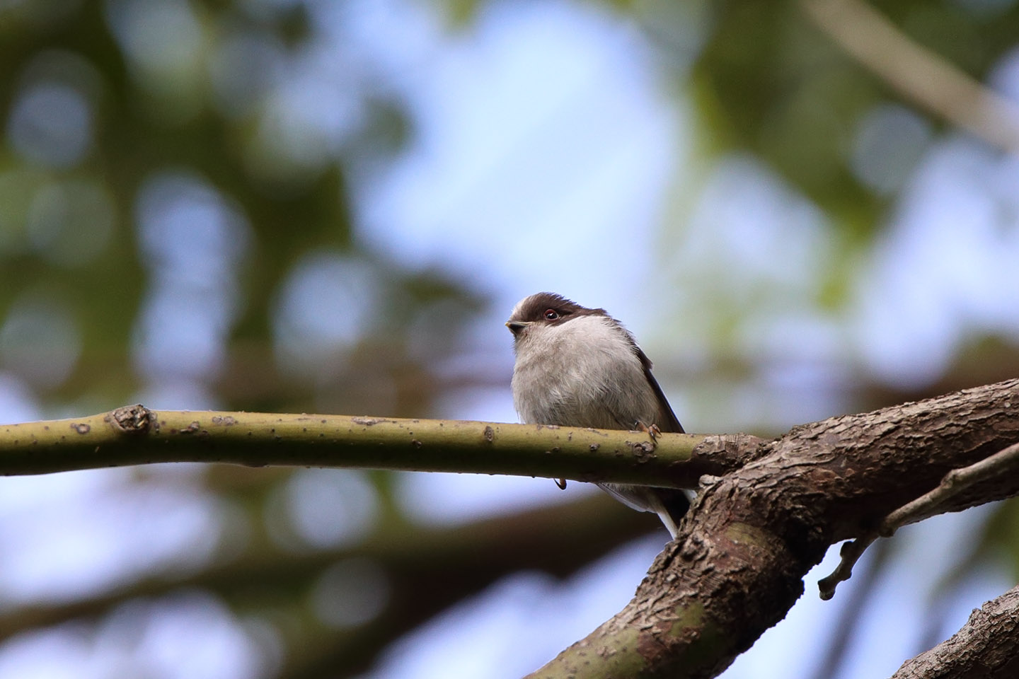 Canon EOS 6D + TAMRON SP 150-600mm F/5-6.3 Di VC USD (A011)