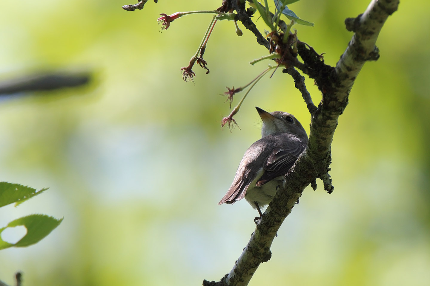 Canon EOS 6D + TAMRON SP 150-600mm F/5-6.3 Di VC USD (A011)