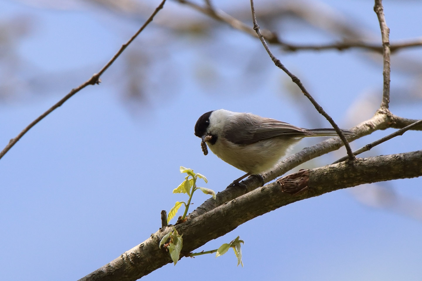 Canon EOS 6D + TAMRON SP 150-600mm F/5-6.3 Di VC USD (A011)