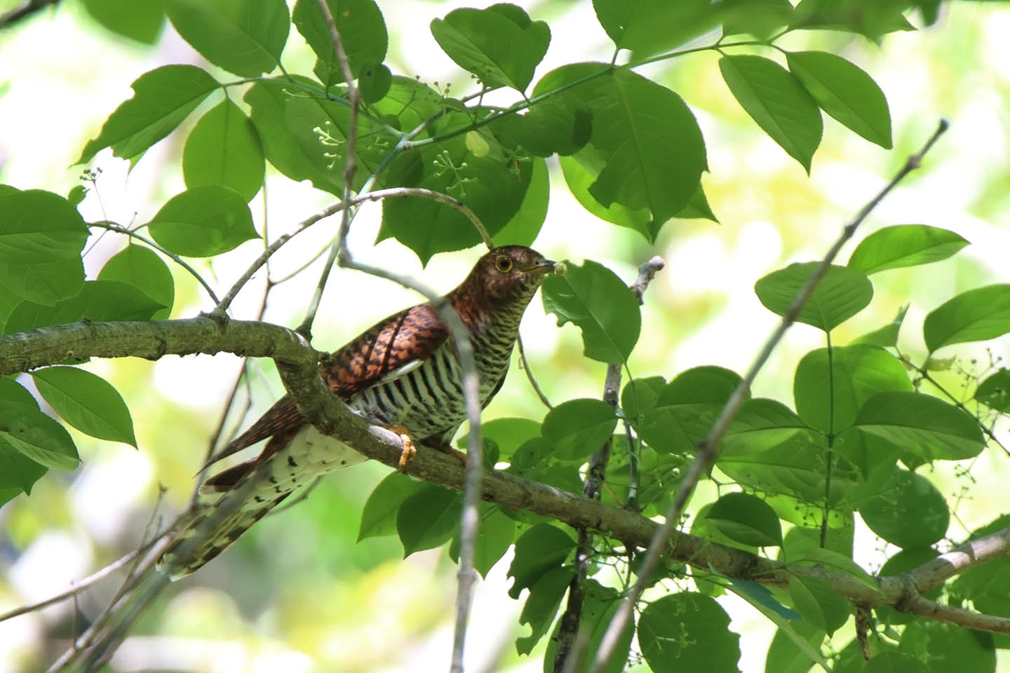 Canon EOS 6D + TAMRON SP 150-600mm F/5-6.3 Di VC USD (A011)