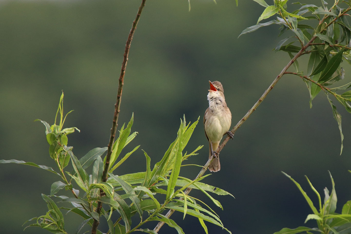 Canon EOS 6D + TAMRON SP 150-600mm F/5-6.3 Di VC USD (A011)