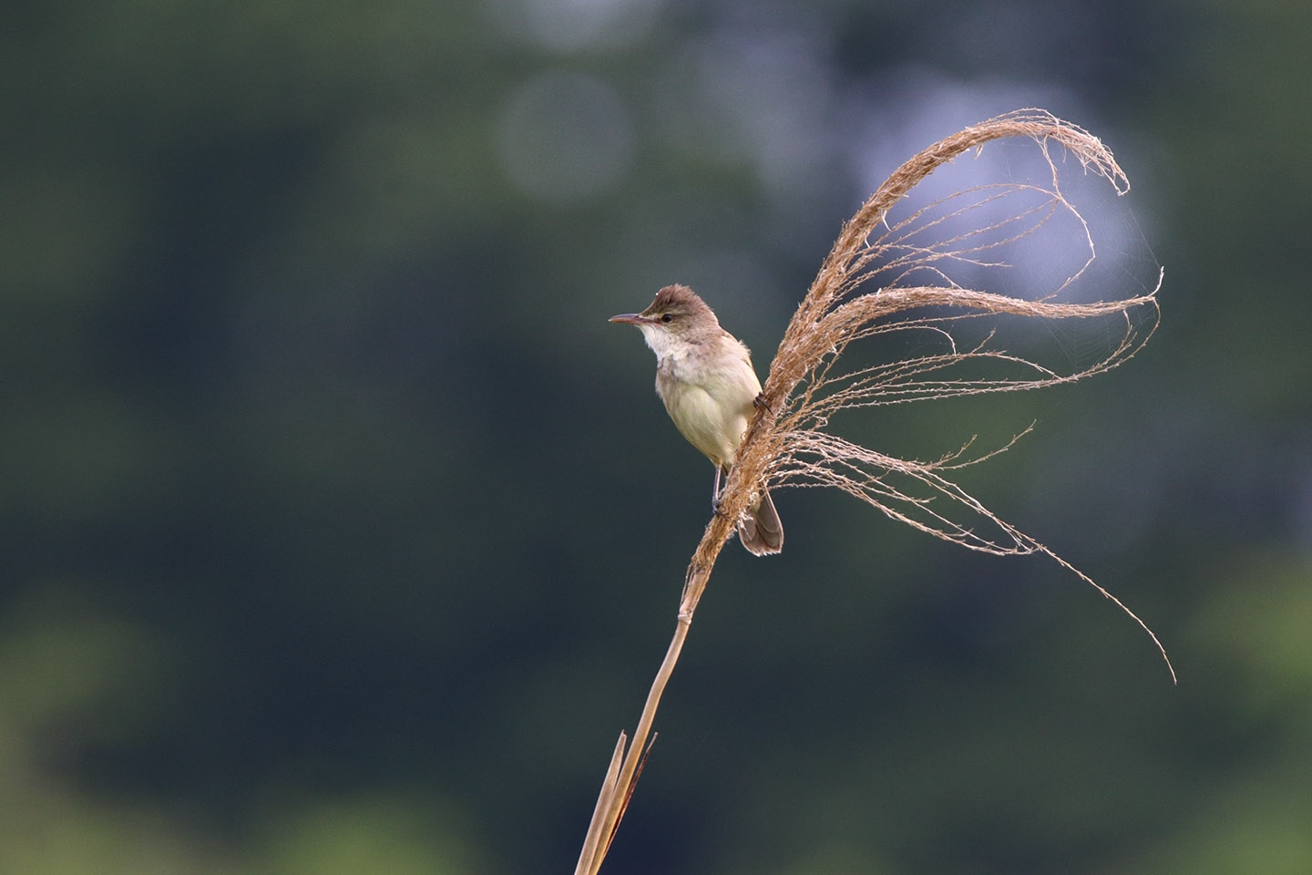 Canon EOS 6D + TAMRON SP 150-600mm F/5-6.3 Di VC USD (A011)