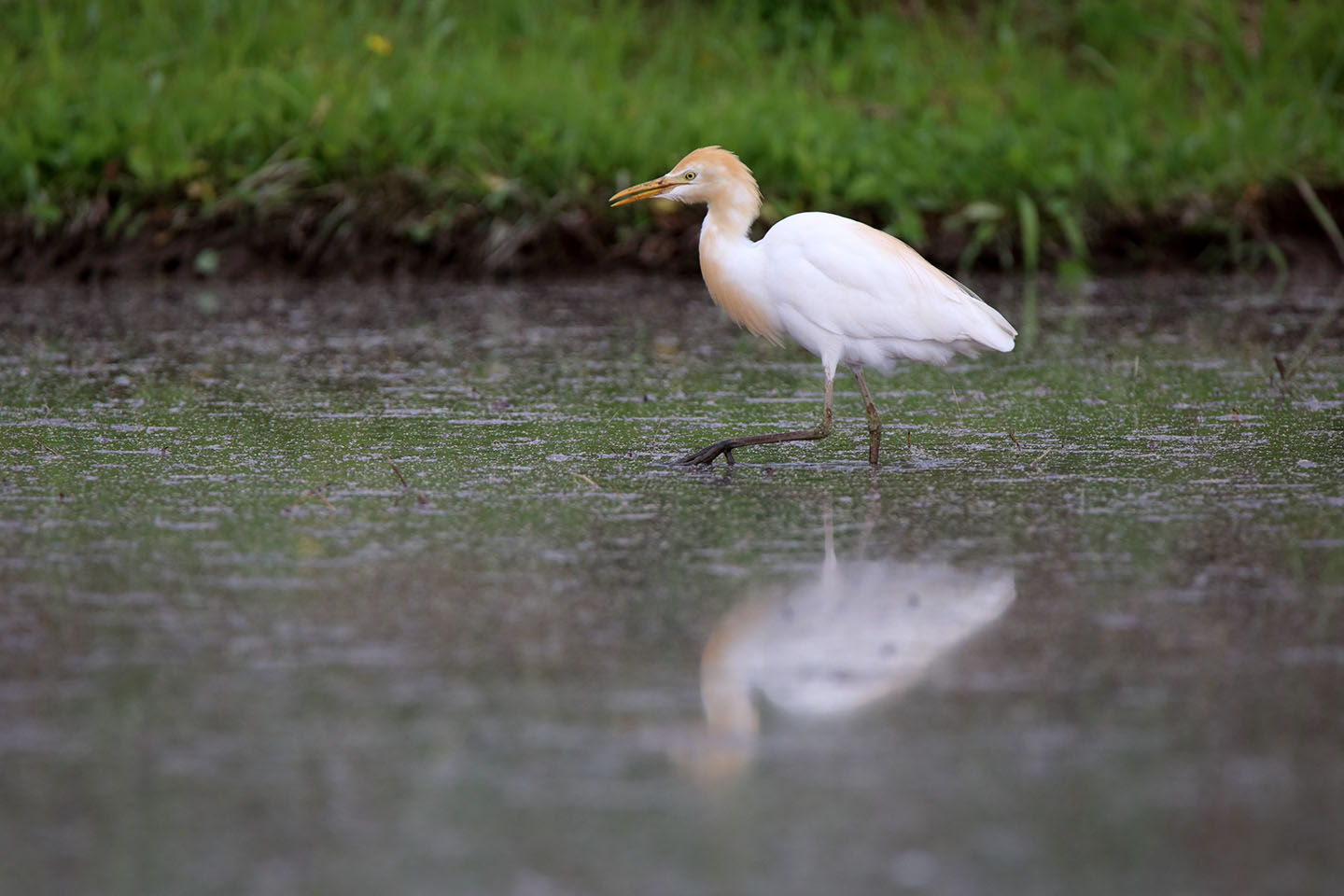 Canon EOS 6D + TAMRON SP 150-600mm F/5-6.3 Di VC USD (A011)