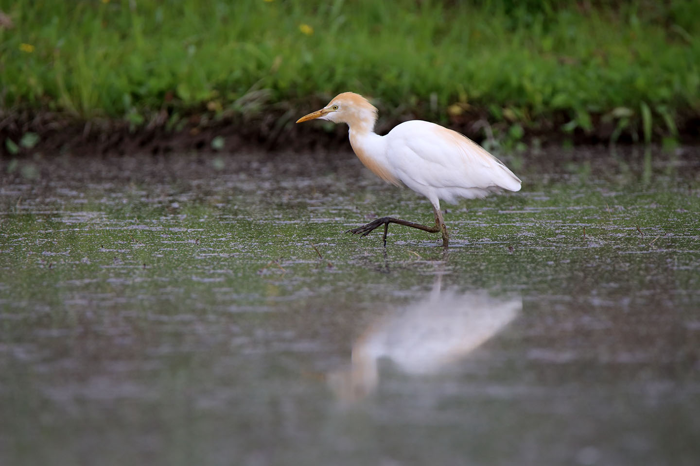 Canon EOS 6D + TAMRON SP 150-600mm F/5-6.3 Di VC USD (A011)