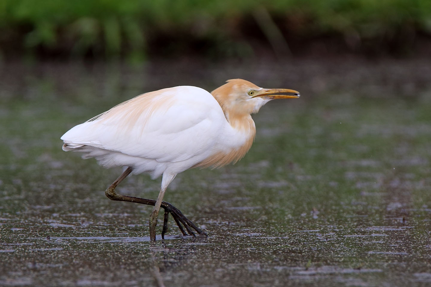 Canon EOS 6D + TAMRON SP 150-600mm F/5-6.3 Di VC USD (A011)