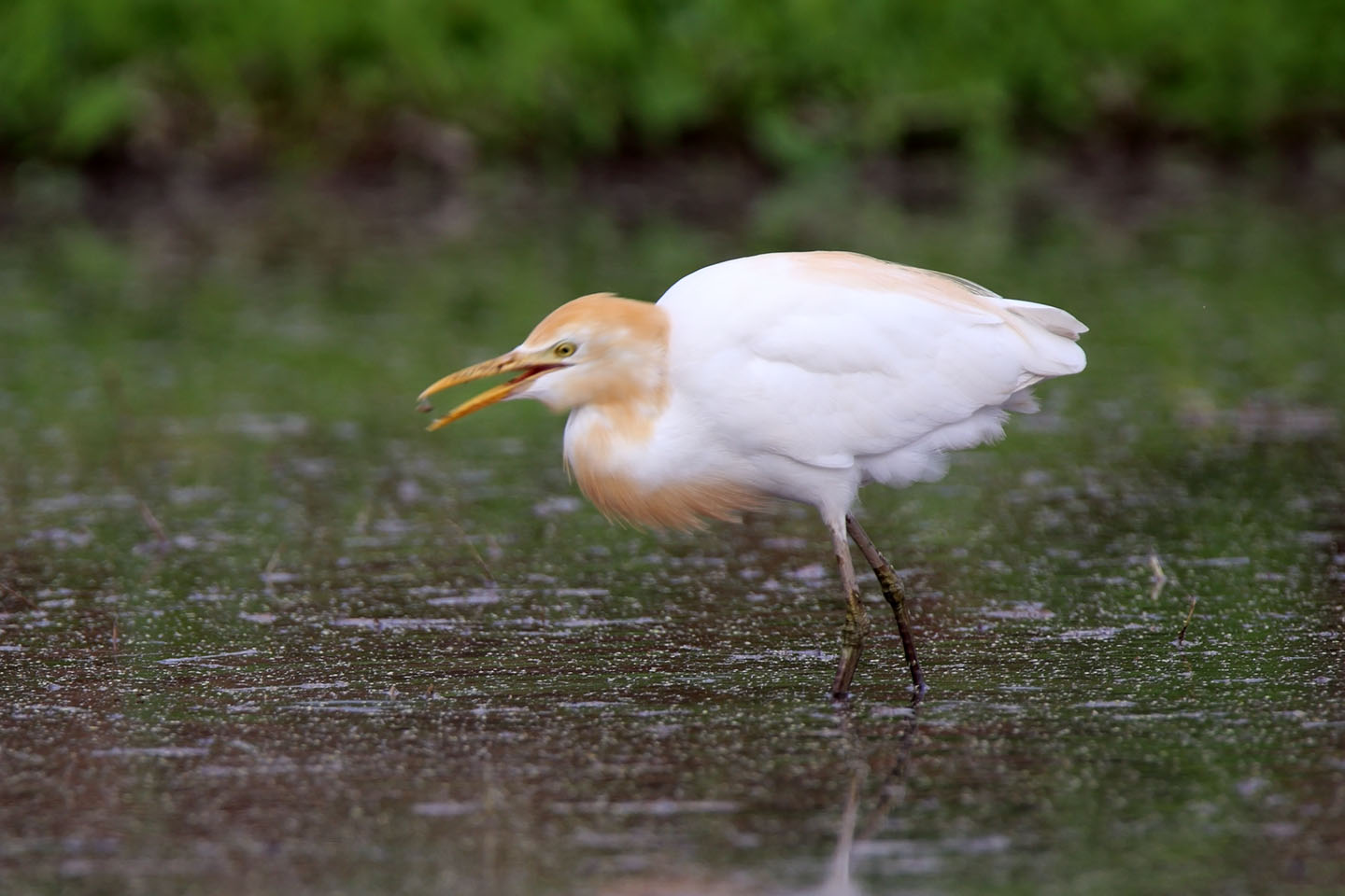 Canon EOS 6D + TAMRON SP 150-600mm F/5-6.3 Di VC USD (A011)