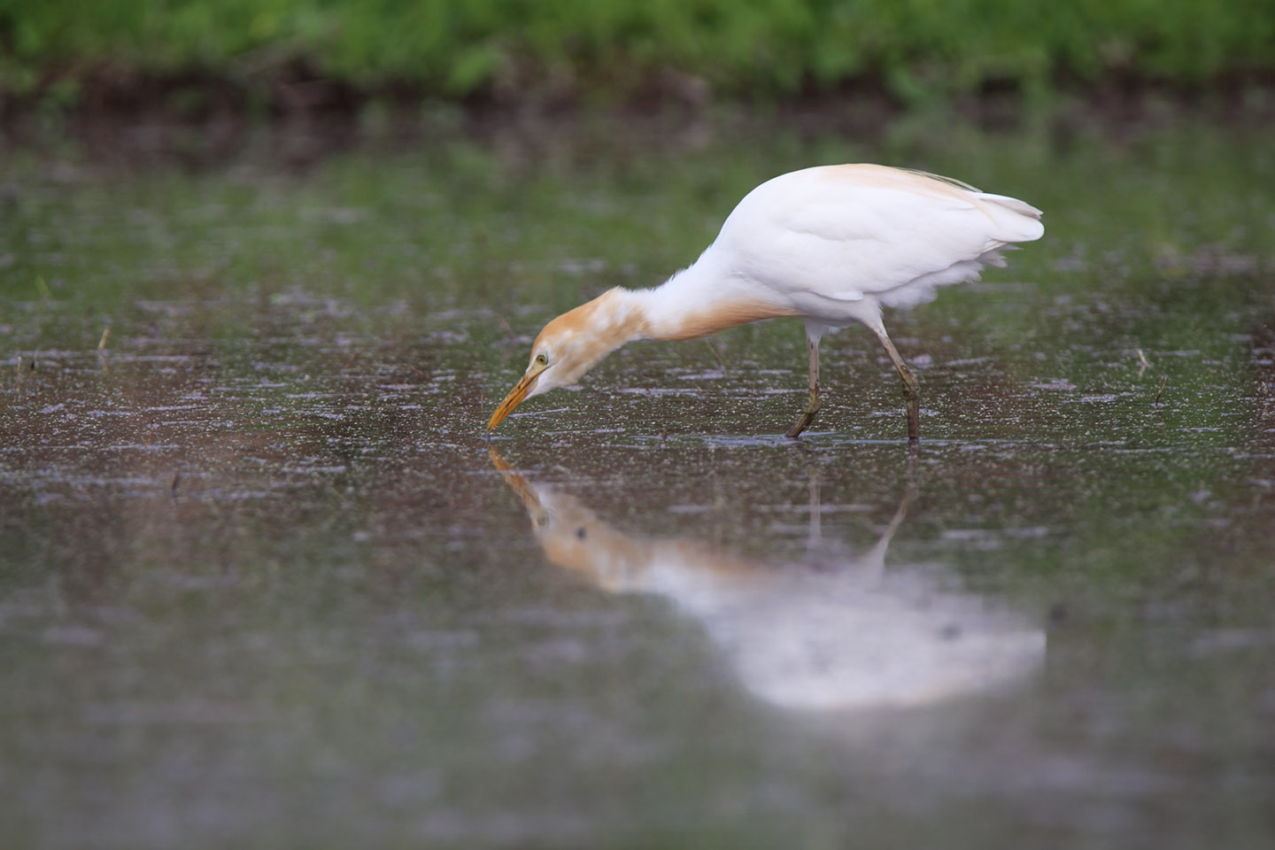 Canon EOS 6D + TAMRON SP 150-600mm F/5-6.3 Di VC USD (A011)