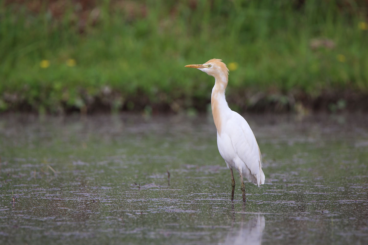 Canon EOS 6D + TAMRON SP 150-600mm F/5-6.3 Di VC USD (A011)