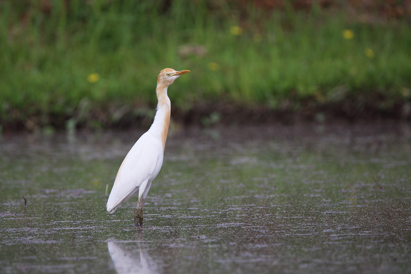 Canon EOS 6D + TAMRON SP 150-600mm F/5-6.3 Di VC USD (A011)