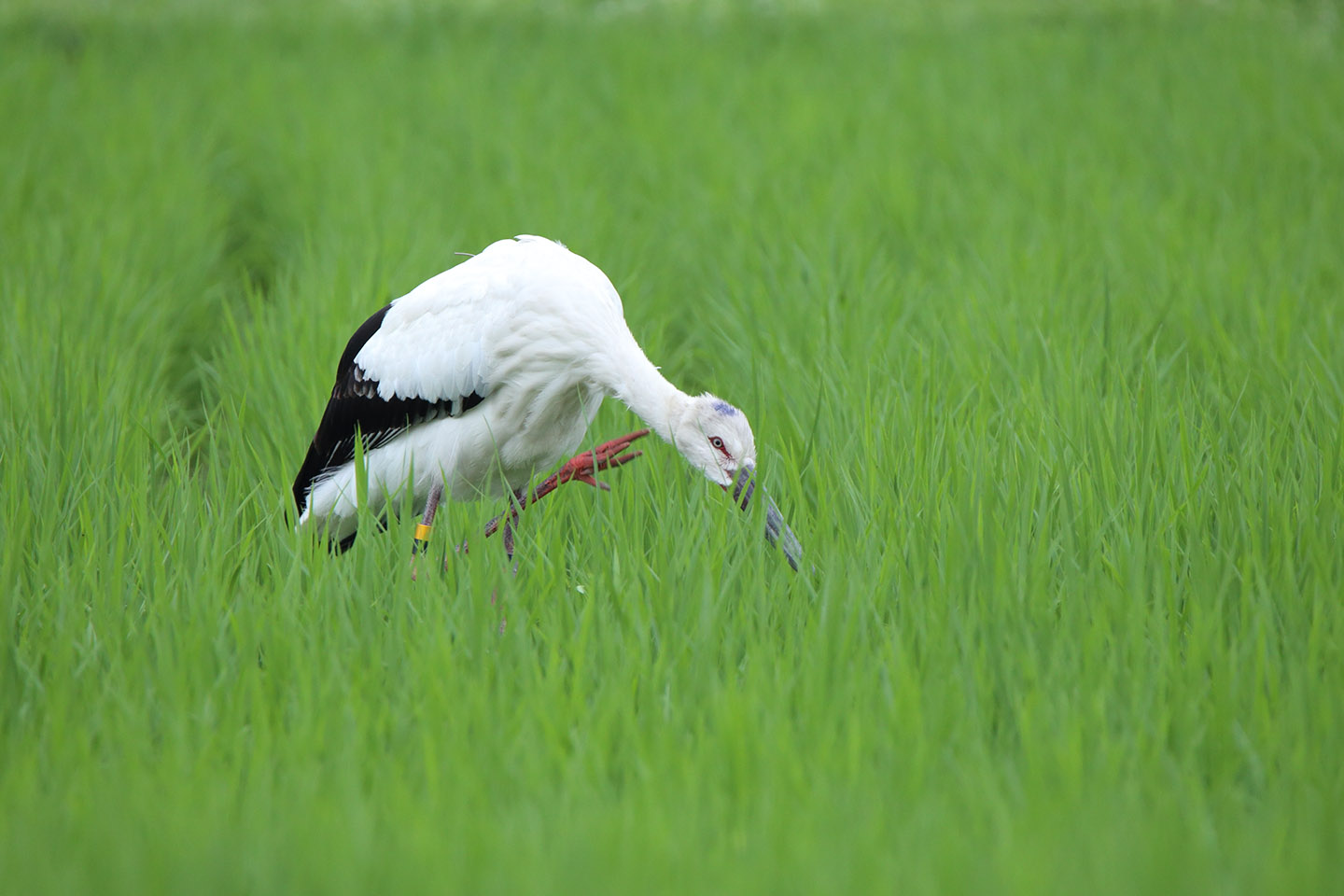 さくちゃんの 『鳥と遊ぼうよ！』 | カテゴリー : コウノトリ目, 同科 