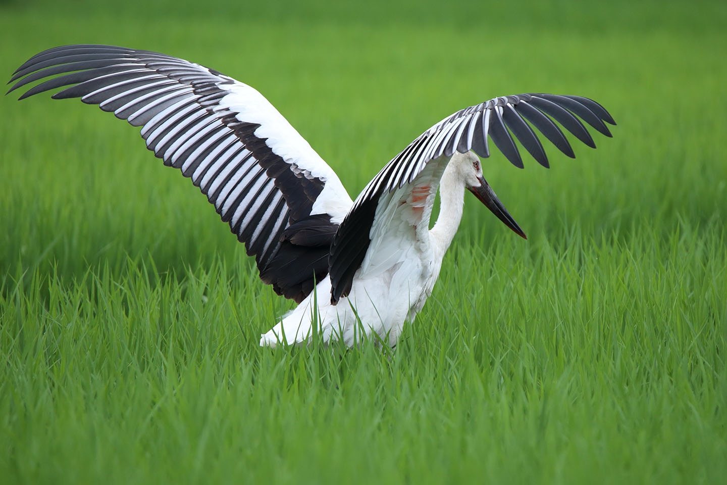 さくちゃんの 『鳥と遊ぼうよ！』 | カテゴリー : コウノトリ目, 同科 