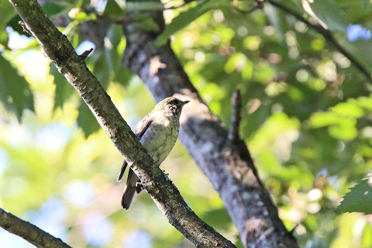 Canon EOS 6D + TAMRON SP 150-600mm F/5-6.3 Di VC USD (A011)