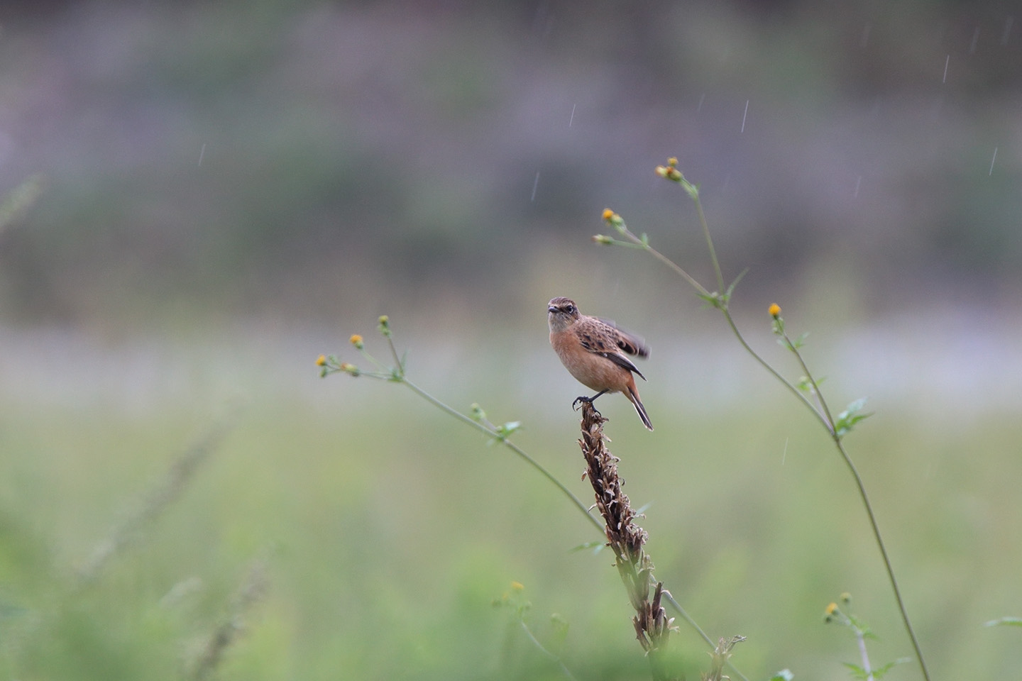 Canon EOS 6D + TAMRON SP 150-600mm F/5-6.3 Di VC USD (A011)