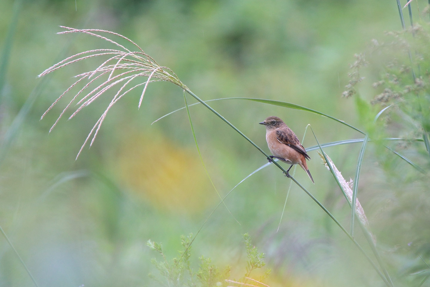 Canon EOS 6D + TAMRON SP 150-600mm F/5-6.3 Di VC USD (A011)