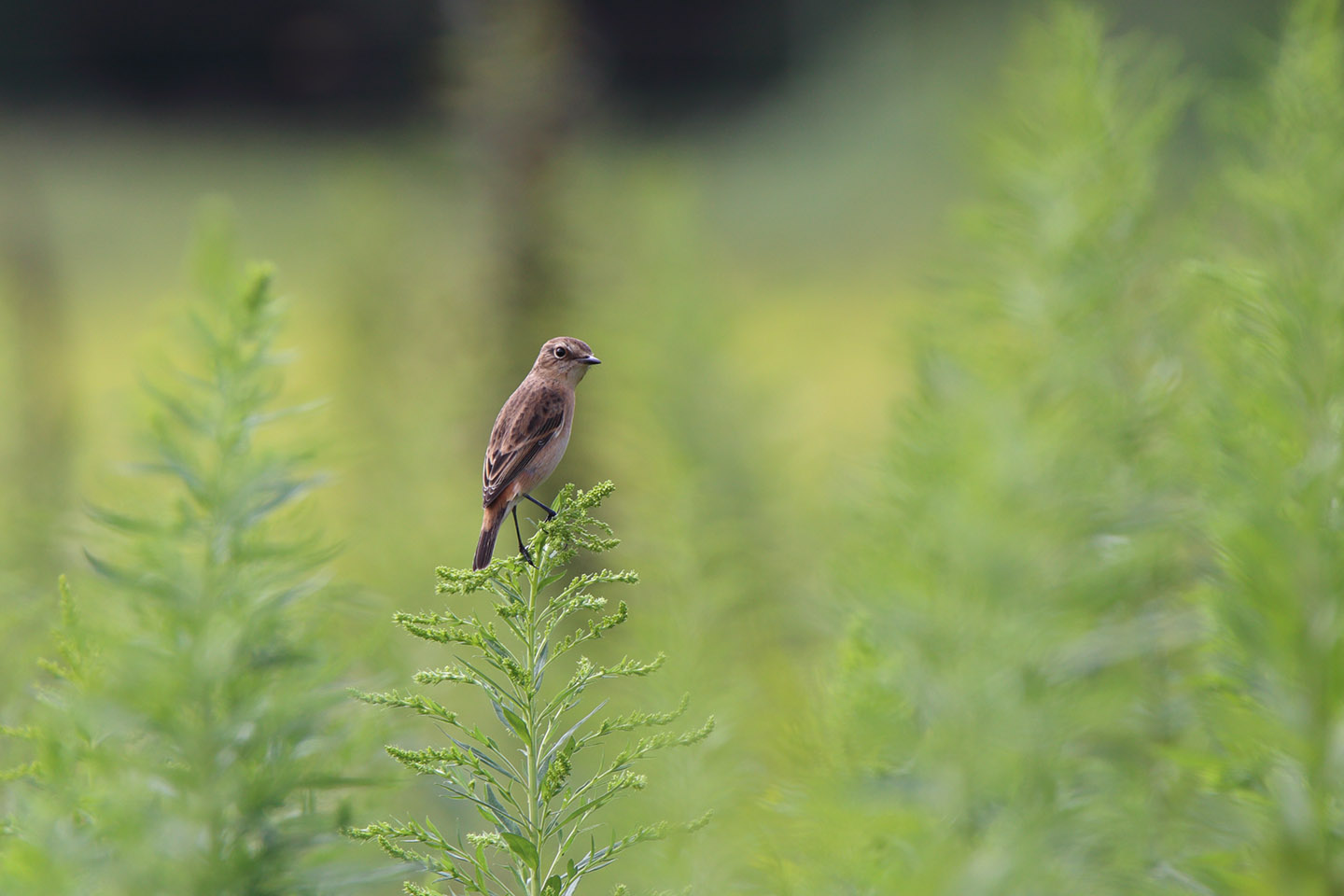 Canon EOS 6D + TAMRON SP 150-600mm F/5-6.3 Di VC USD (A011)