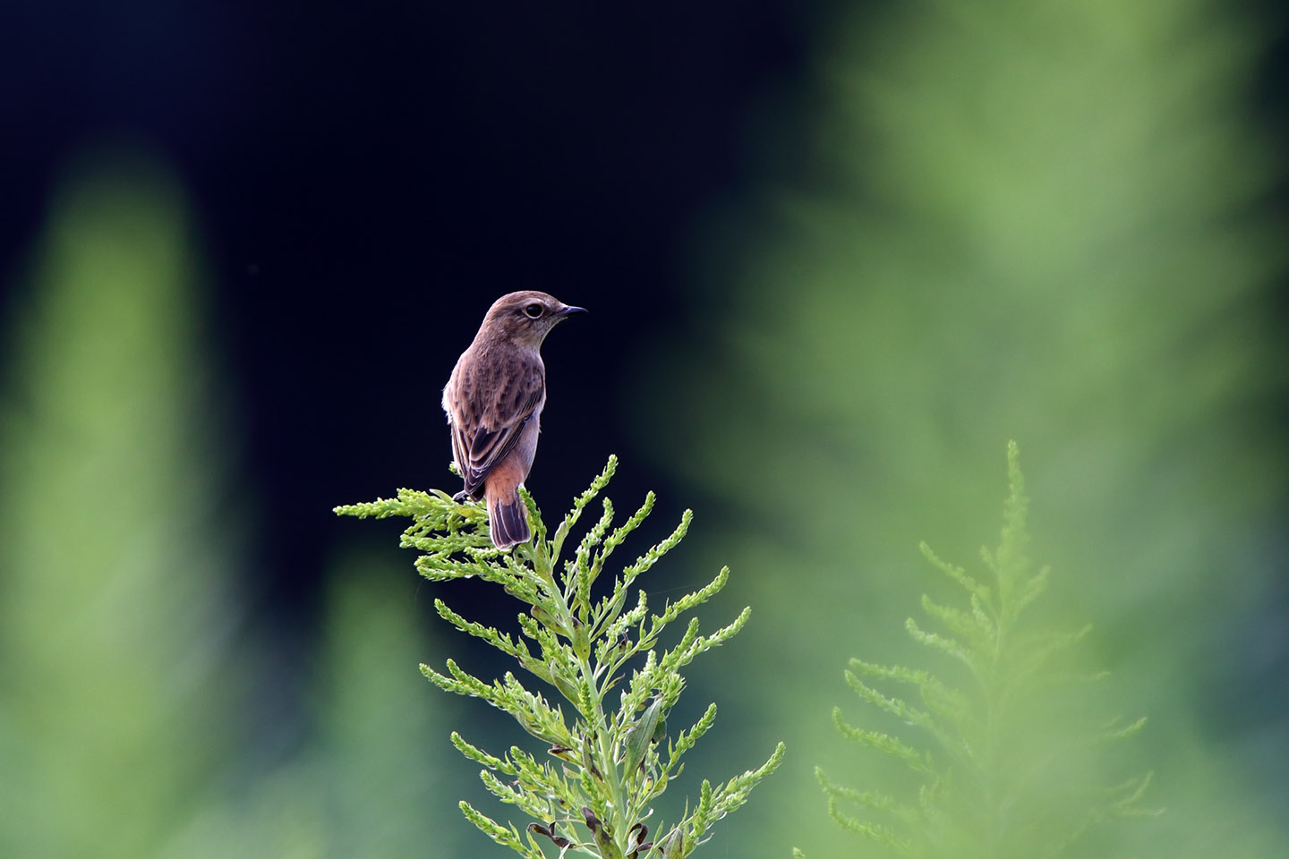 Canon EOS 6D + TAMRON SP 150-600mm F/5-6.3 Di VC USD (A011)