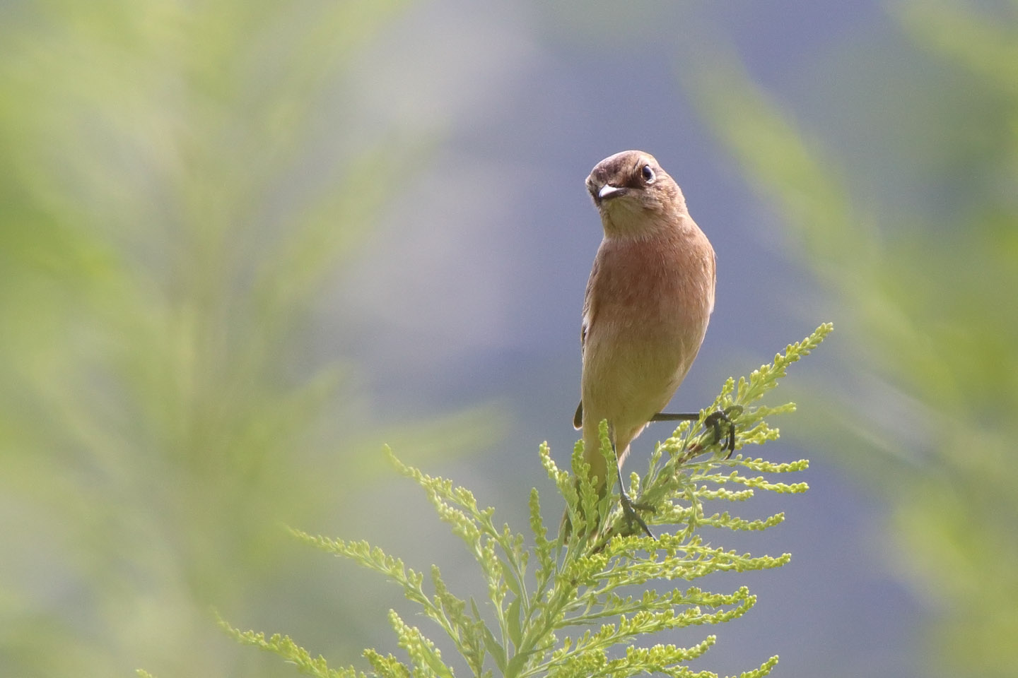 Canon EOS 6D + TAMRON SP 150-600mm F/5-6.3 Di VC USD (A011)