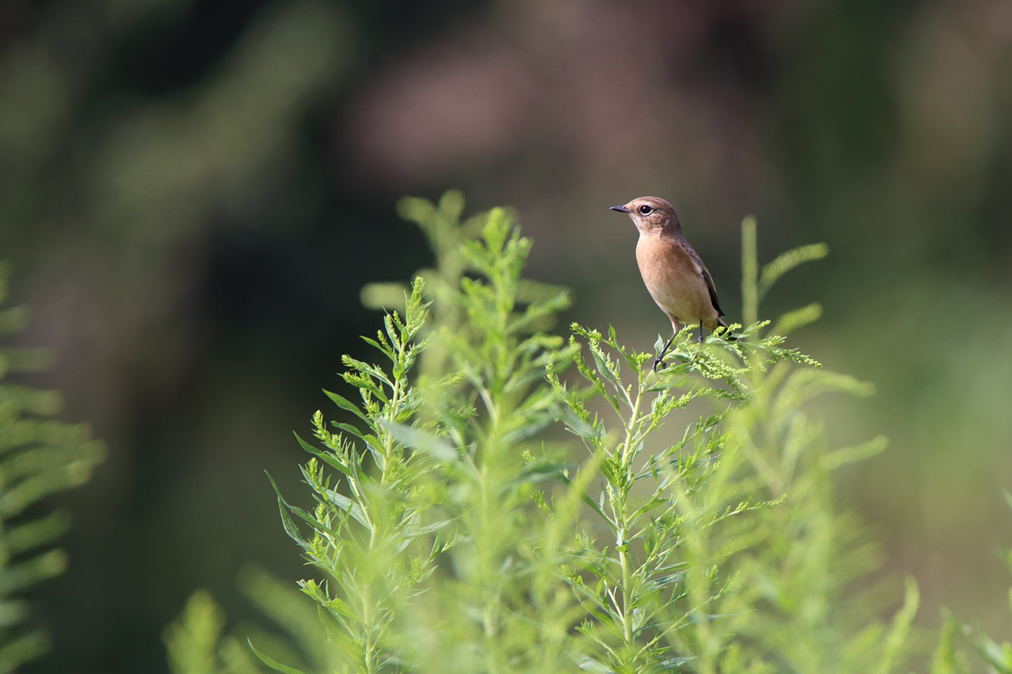 Canon EOS 6D + TAMRON SP 150-600mm F/5-6.3 Di VC USD (A011)