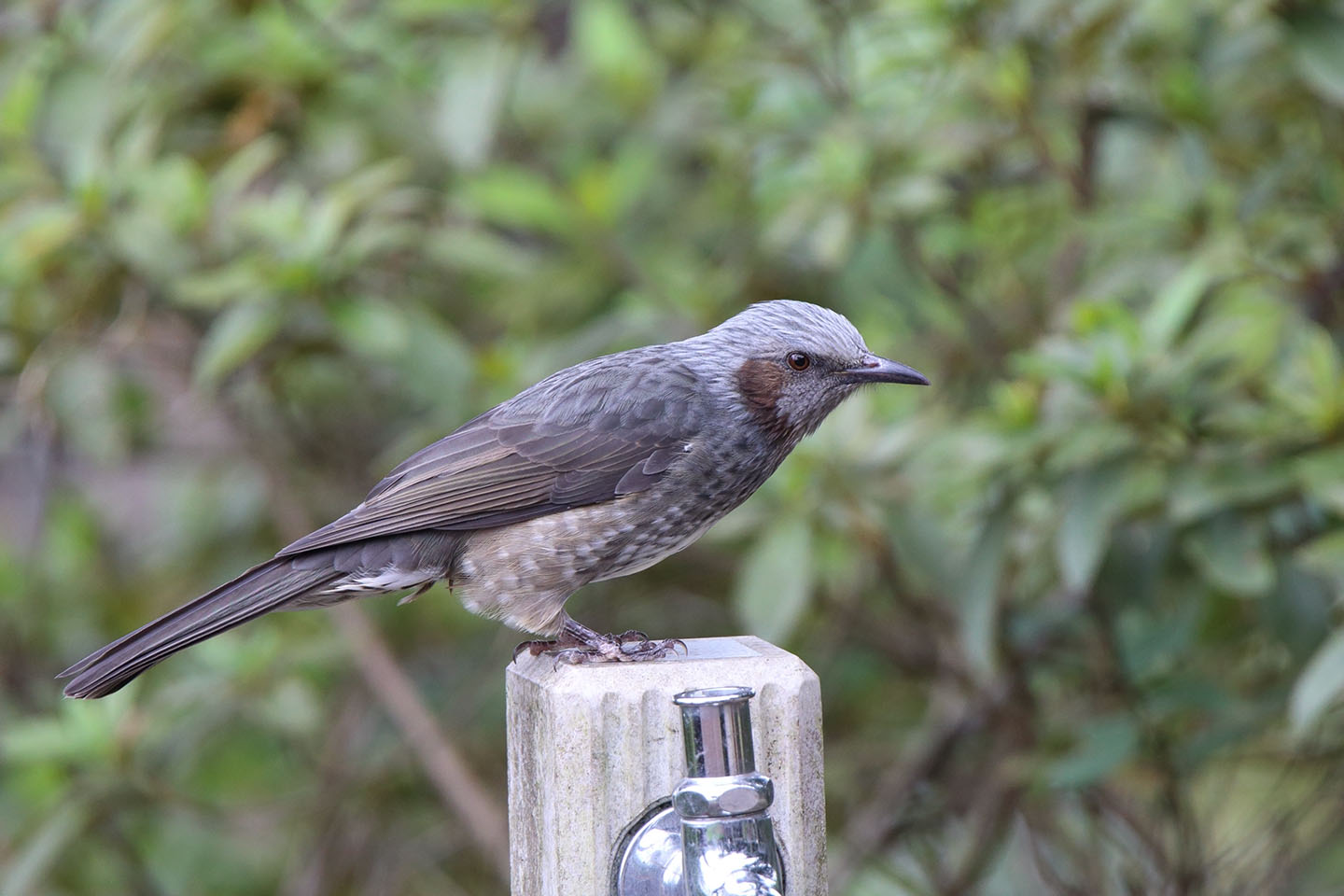 さくちゃんの 鳥と遊ぼうよ ヒヨドリ 2016年10月10日