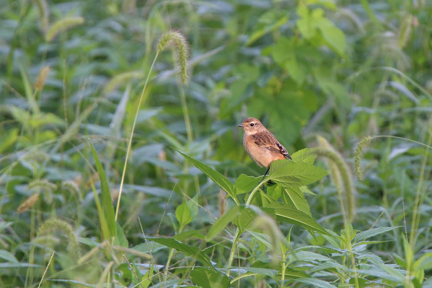 Canon EOS 6D + TAMRON SP 150-600mm F/5-6.3 Di VC USD (A011)