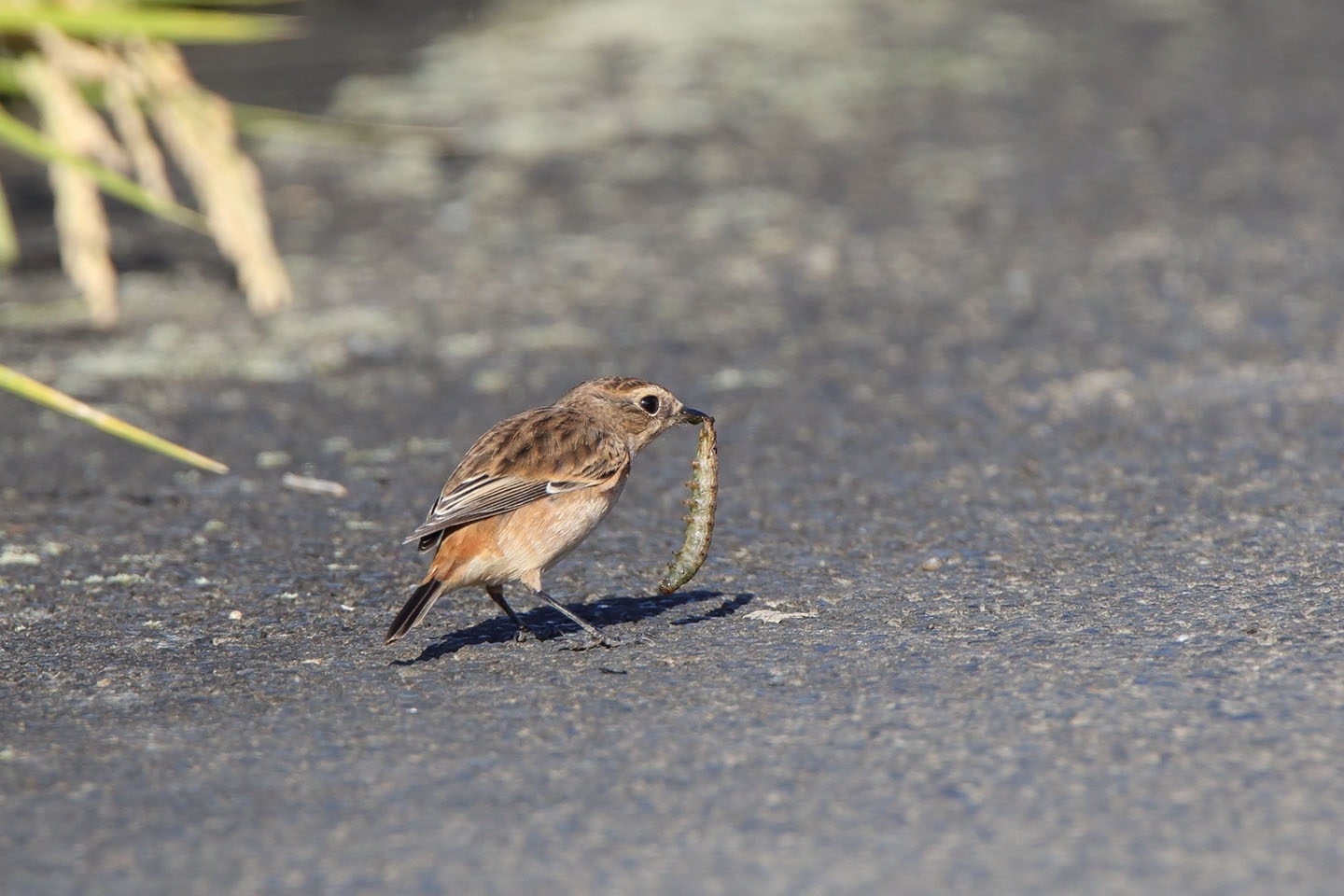 Canon EOS 6D + TAMRON SP 150-600mm F/5-6.3 Di VC USD (A011)