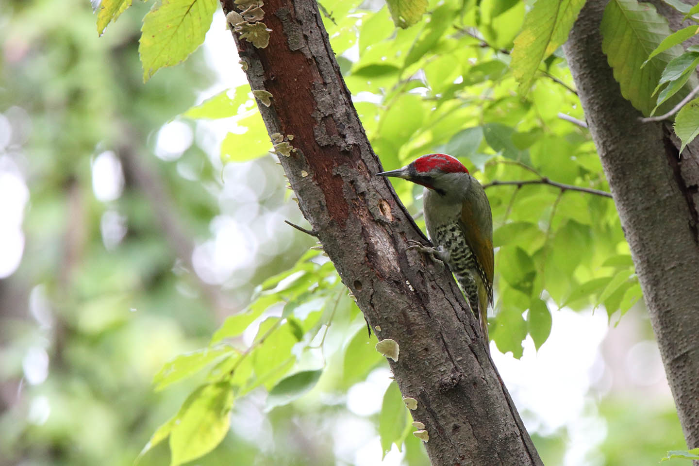 Canon EOS 6D + TAMRON SP 150-600mm F/5-6.3 Di VC USD (A011)