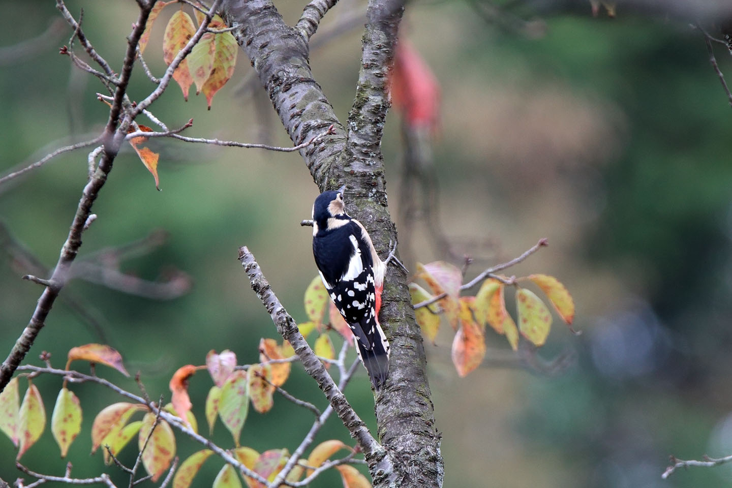 Canon EOS 6D + TAMRON SP 150-600mm F/5-6.3 Di VC USD (A011)