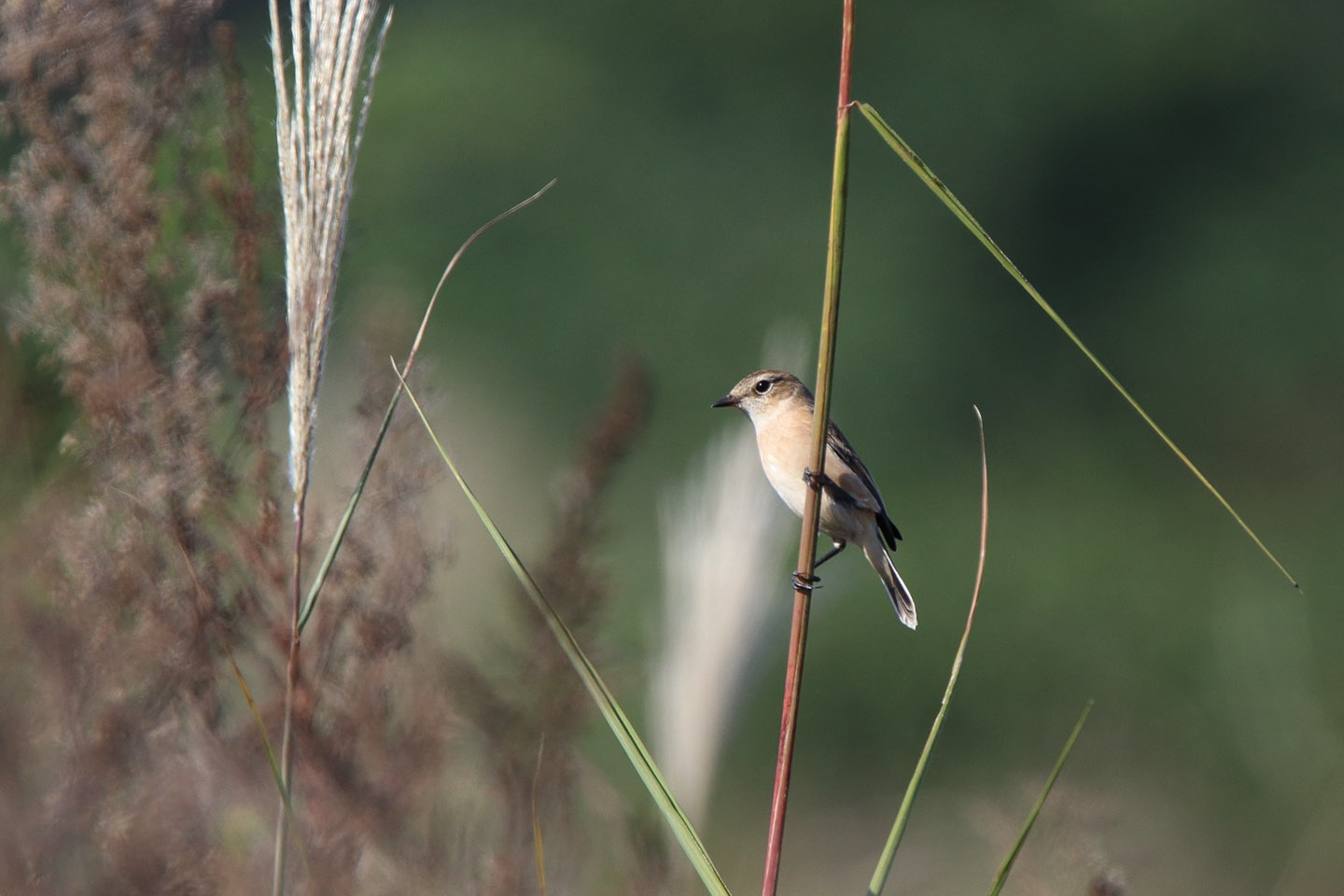 Canon EOS 6D + TAMRON SP 150-600mm F/5-6.3 Di VC USD (A011)