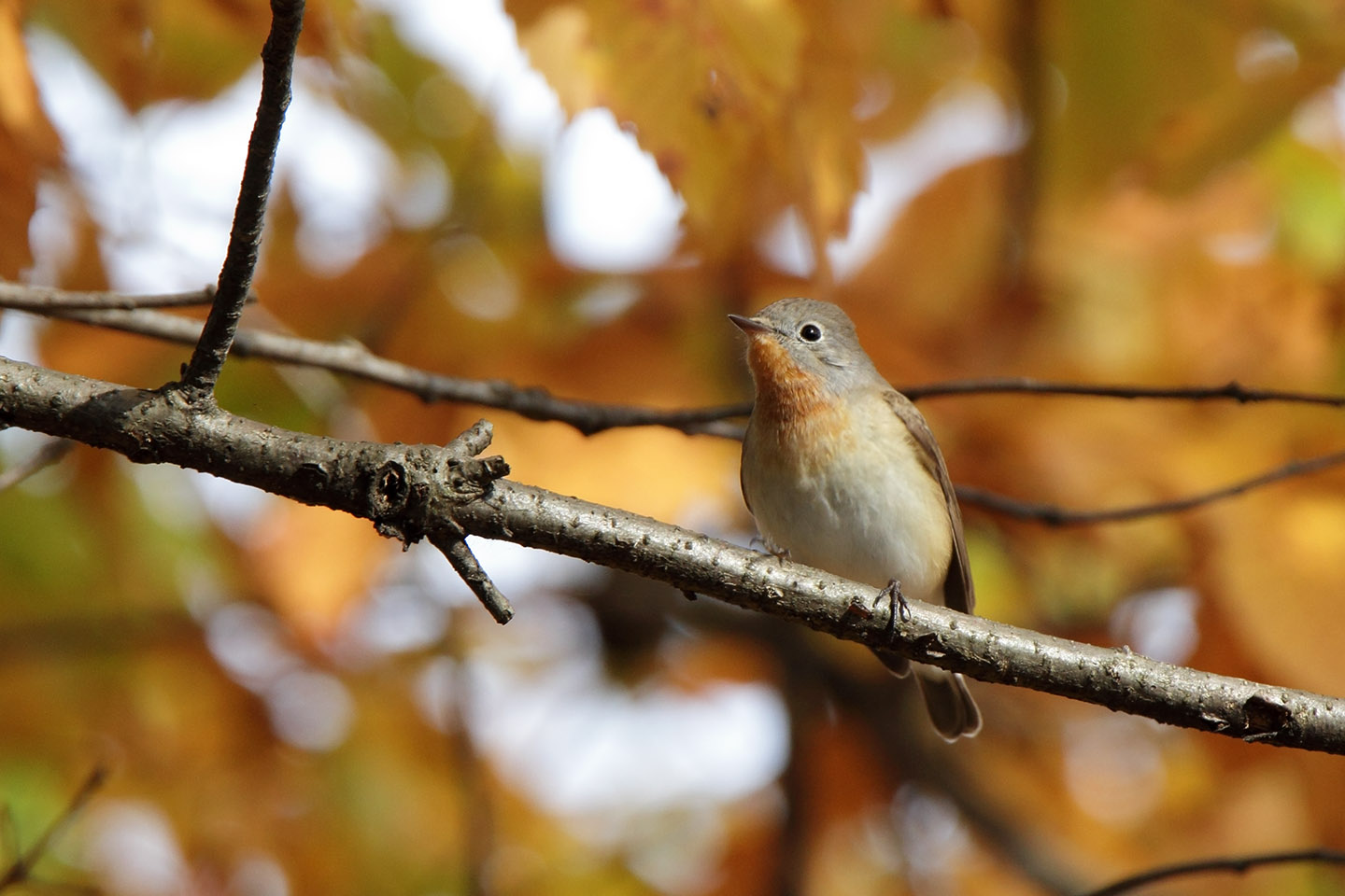 Canon EOS 60D + TAMRON SP 150-600mm F/5-6.3 Di VC USD (A011)