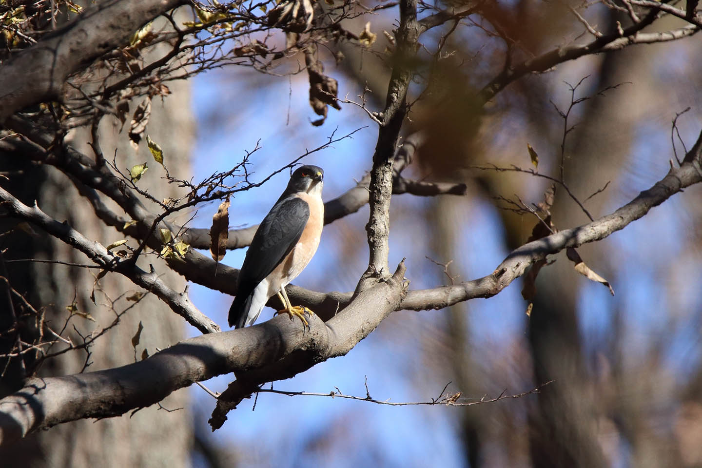 Canon EOS 6D + TAMRON SP 150-600mm F/5-6.3 Di VC USD (A011)