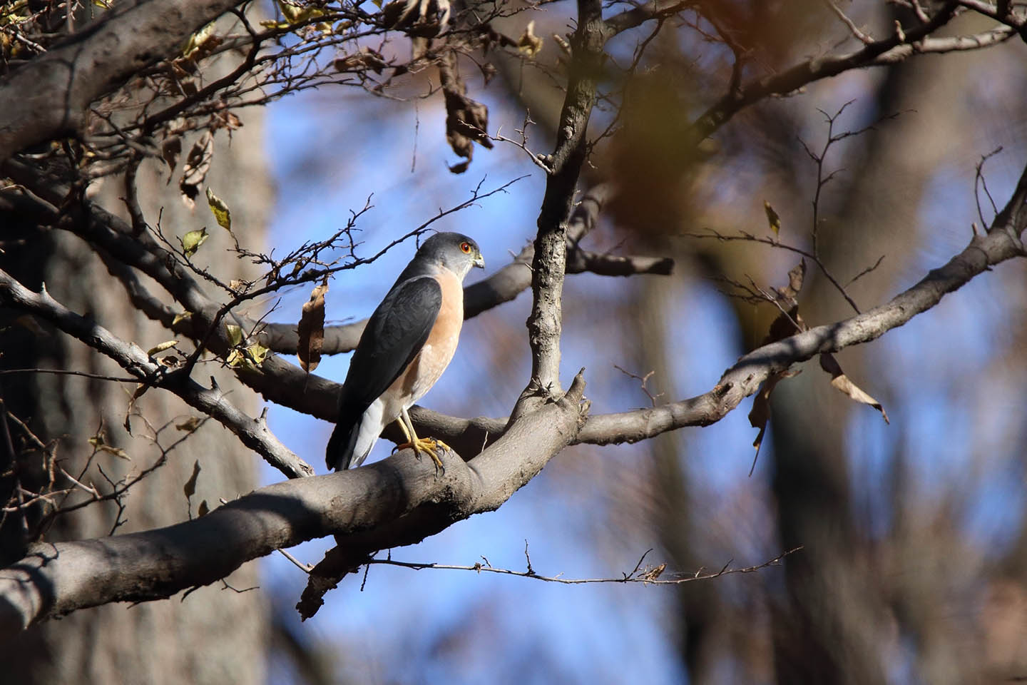 Canon EOS 6D + TAMRON SP 150-600mm F/5-6.3 Di VC USD (A011)