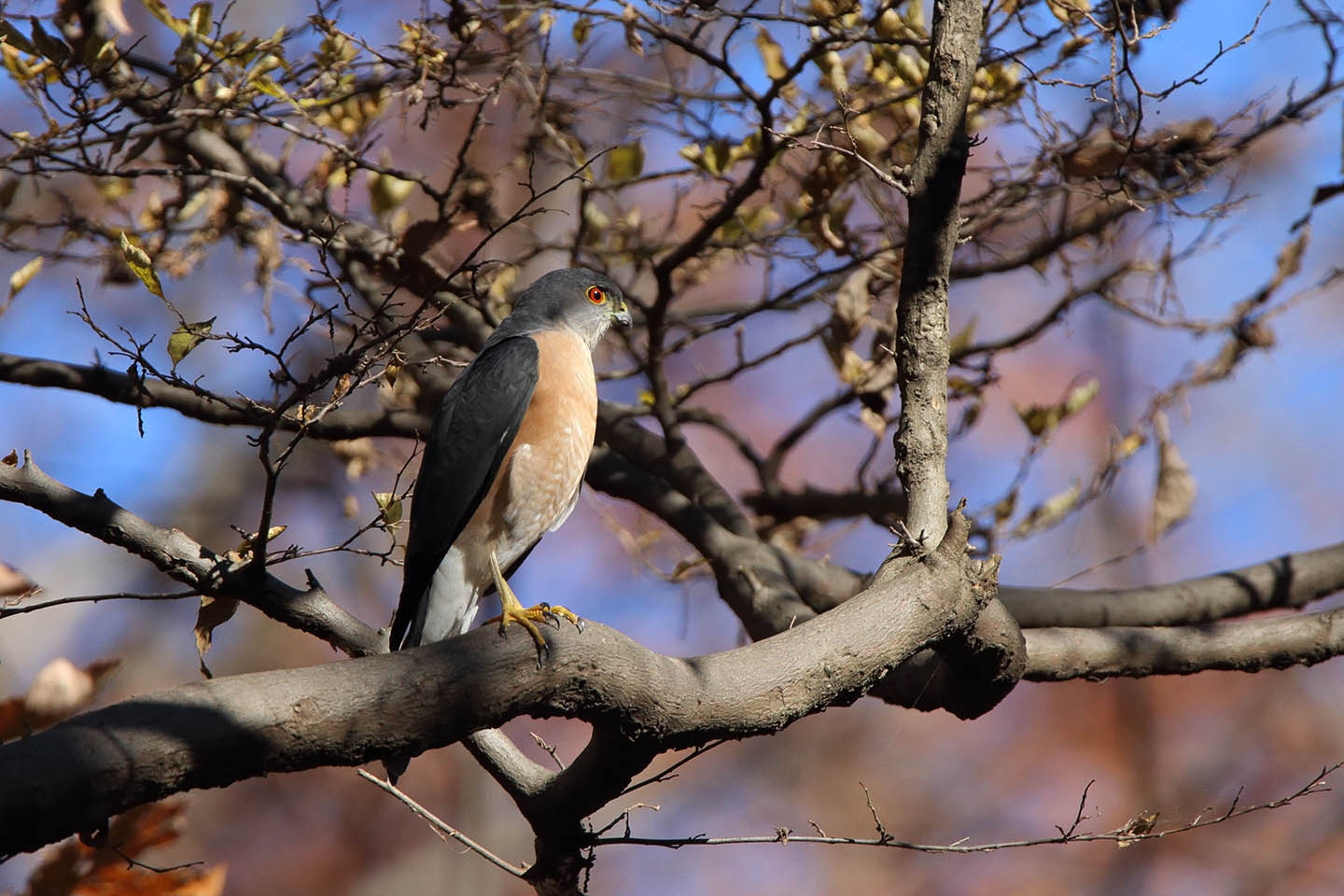 Canon EOS 6D + TAMRON SP 150-600mm F/5-6.3 Di VC USD (A011)