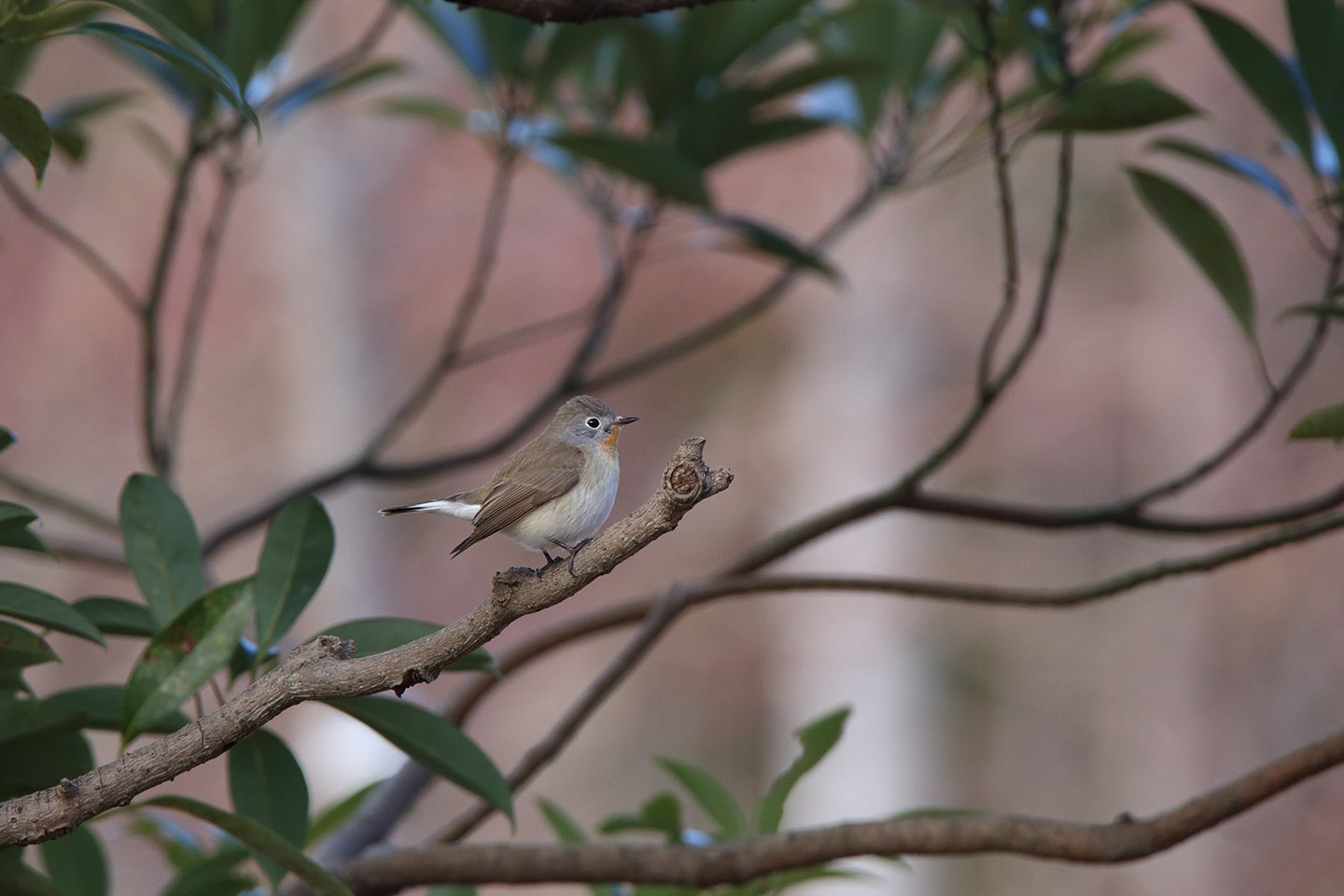 Canon EOS 6D + TAMRON SP 150-600mm F/5-6.3 Di VC USD (A011)